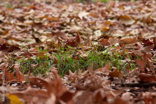 Leaves of plantain trees in autumn