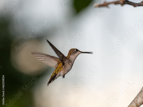Hummingbirds in Raymondville, TX..09/27/23..Female Ruby-throated hummingbird5...Photo by David Pike
