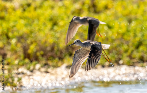 Port Mansfield, TX.10/17/23..Sandpiper..Photo by David Pike