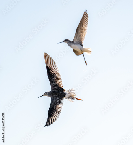 Port Mansfield, TX.10/17/23..Sandpiper..Photo by David Pike
