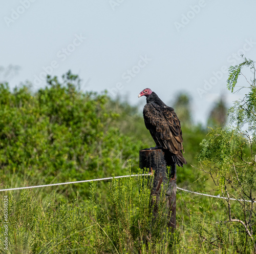 Port Mansfield, TX.10/17/23..Turkey Vulture..Photo by David Pike