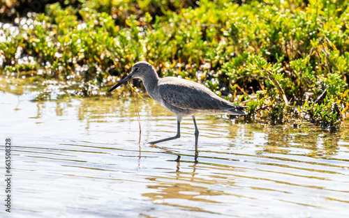 Port Mansfield, TX.10/17/23..Sandpiper..Photo by David Pike