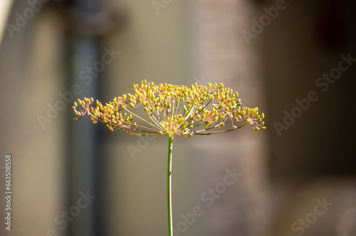 Nahaufnahme von einer Dillblume aus dem Garten mit unscharfen Hintergrund