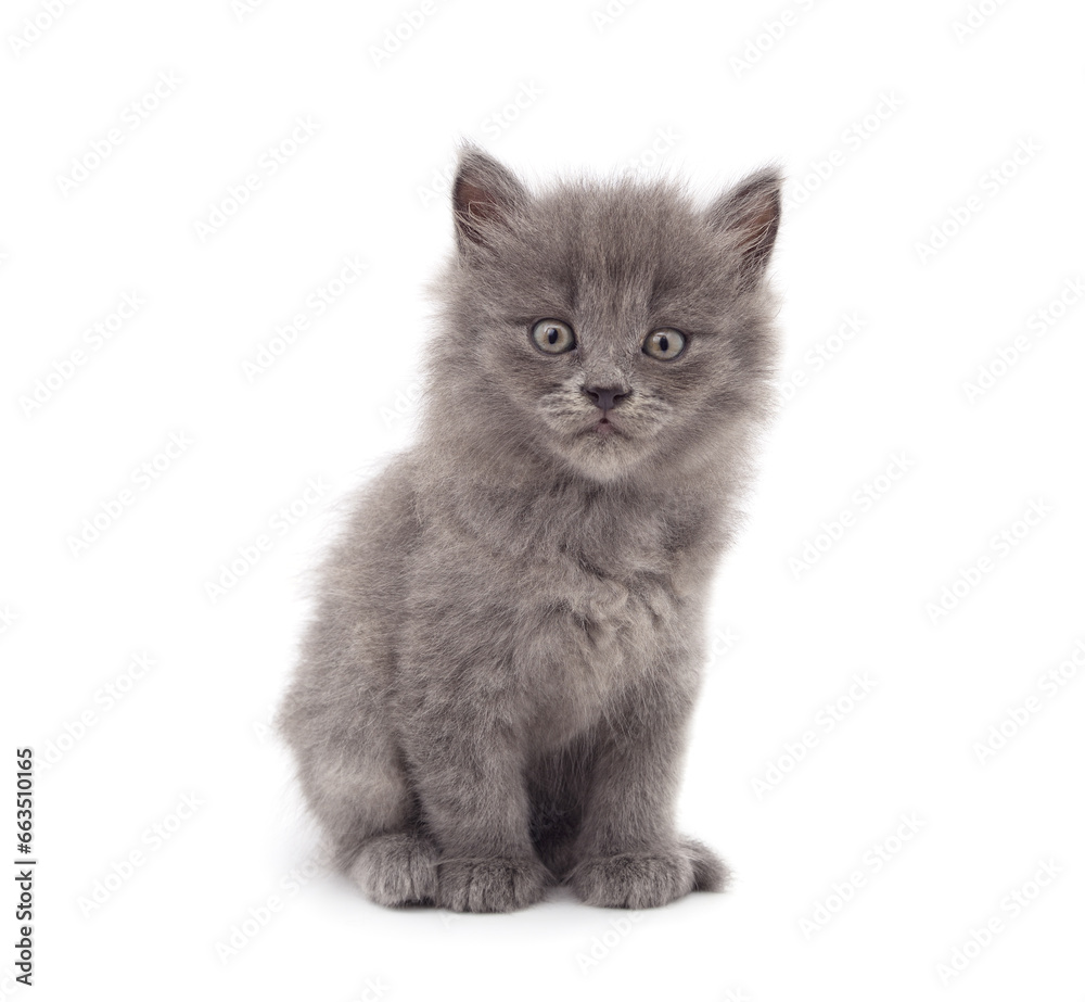 Little gray kitten .