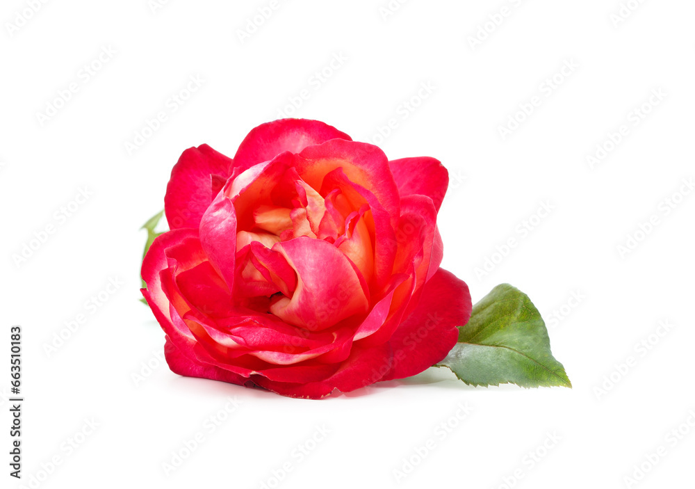 Beautiful pink roses. Beautiful pink roses.