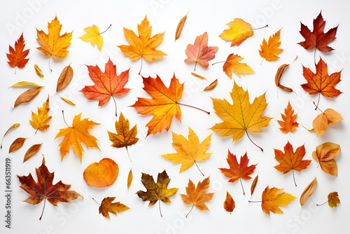 A Selection Of Autumn Leaves, Maple, Oak Leaf on White Background 