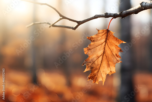 A Single Autumn Leaf Hangs From a Tree Branch