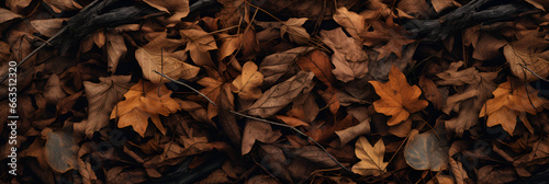 Beautiful Fallen Autumn Leaves Carpet the Forest Floor, A Wide Angle Shot