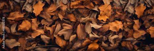 Autumn Leaves Lay Scattered Across the Forest Floor Creating a Carpet of Seasonal Fall Colours