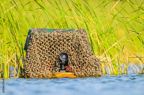 A photographer hides inside a wildlife blind on a pond duck in flight over the surface of the water in a pond   in extremadura, spain