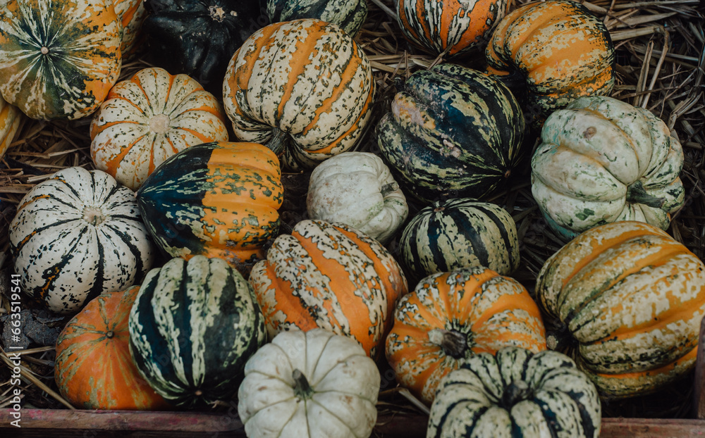 Pumpkin harvest. A spooky season's for halloween delights.