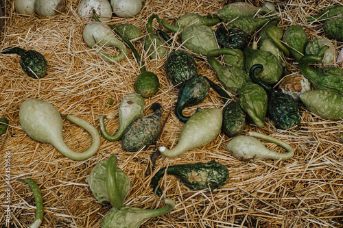 Pumpkin harvest. A spooky season's for halloween delights.