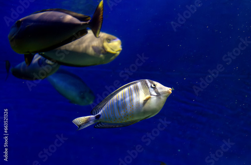 striped tropical fish Zebrasoma sailfish in an aquarium on a blue background close-up