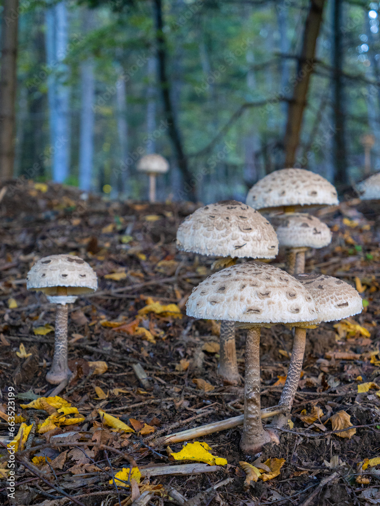 CLOSE UP: Beautiful parasol mushrooms growing in a fairy circle in autumn forest CLOSE UP: Beautiful parasol mushrooms growing in a fairy circle in autumn forest