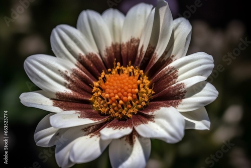 An image of a flower with a brown and white center. Generative AI