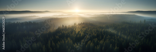 An Aerial Shot of A Large Pine Forest