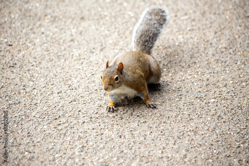 Western Gray Squirrel (Sciurus griseus).Western Gray Squirrel (Sciurus griseus) Outdoors photo