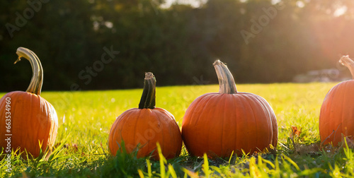 pumpkins on grass in field with trees and sunset background thanksgiving harvest 
