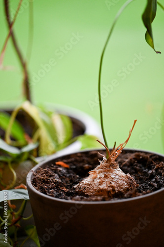 plant in a pot