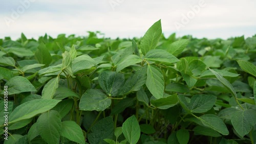 Wallpaper Mural Soybean plantation. Spring. Green young leaves. close-up Torontodigital.ca