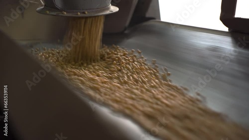 Soya grains on a conveyor belt.