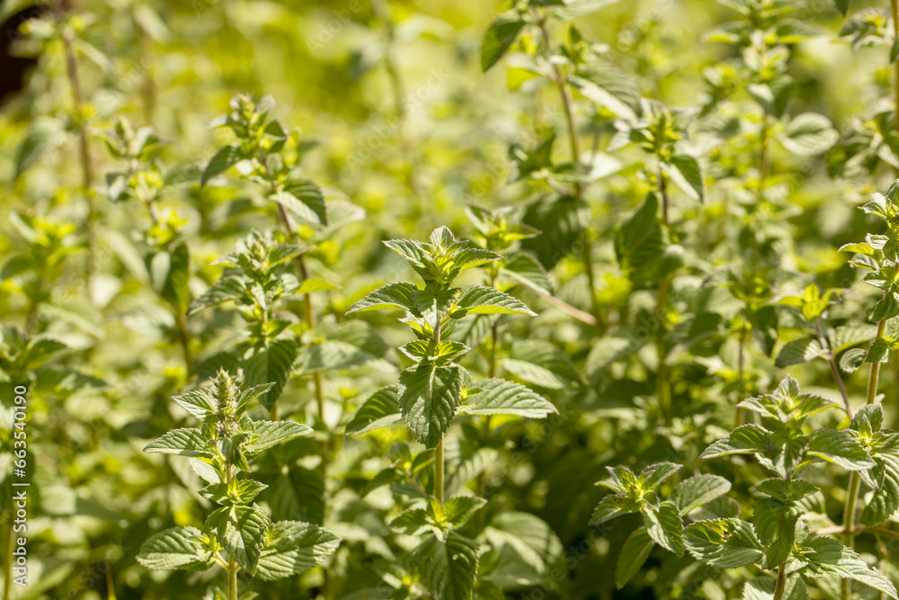 Mint leaf or peppermint plant grow at vegetable garden. Mint leaf or peppermint plant grow at vegetable garden.