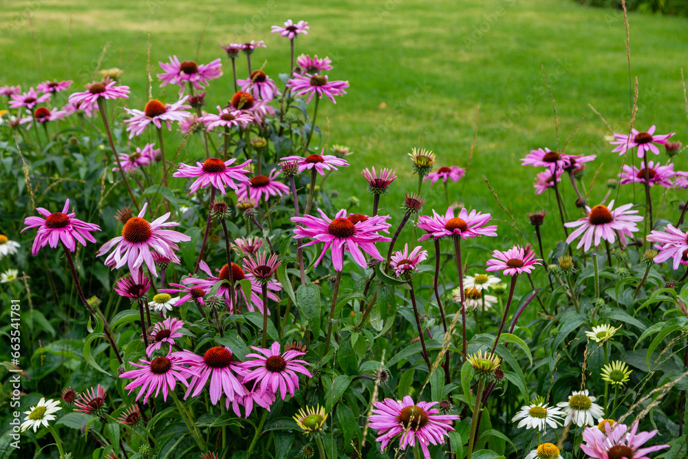 Herbal Echinacea Flowers. Herbal Echinacea or Coneflower flowers in a garden. 