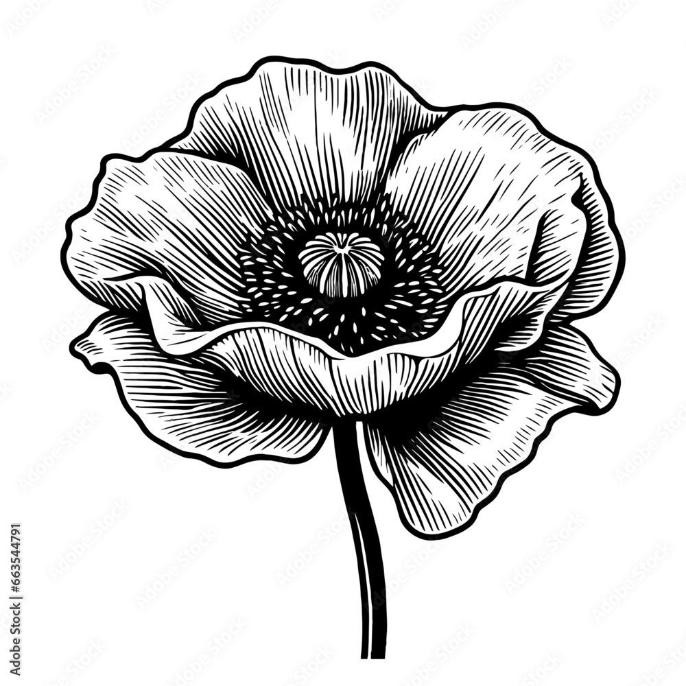 beautiful poppy flower sketch - obrazy, fototapety, plakaty 