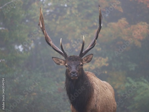 Elk Bull Fall Rut Antlers 