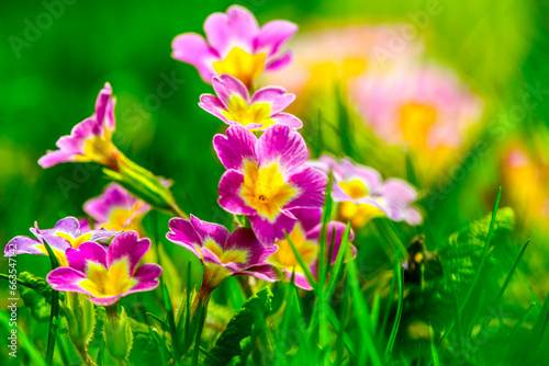 Spring floral background. First spring flowers. Flowers in spring. HDR Image (High Dynamic Range).