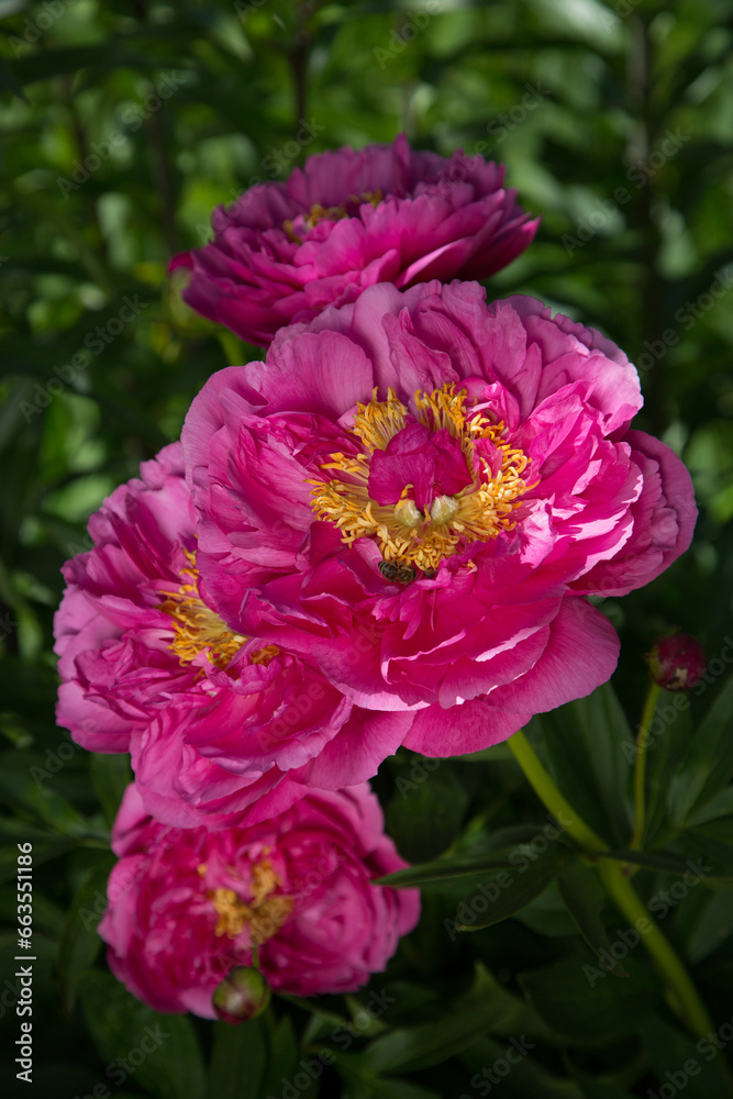 Peony HI-MABEL. Semi-double jareo pink peony flower with yellow stamens. Interspecific hybrid