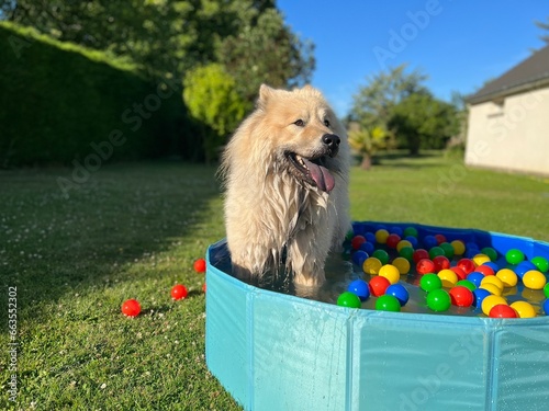 The dog eurasier playing in a pool with balls