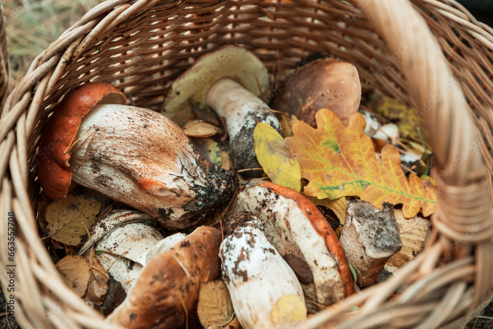 Mushrooms in basket Mushrooms in basket