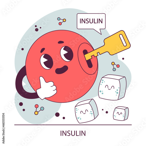 Endocrine system. Insulin function. Pancreas gland hormones secretion