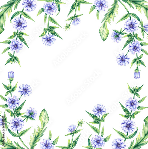Watercolor square frame of chicory flowers on a white background