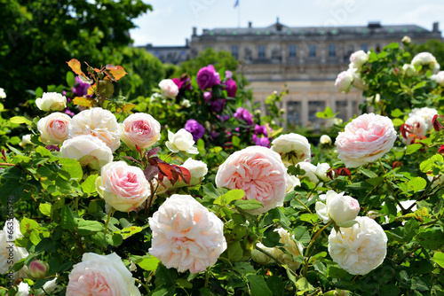 Paris, France. Roses blooming at the Palais Royal. May 21, 2023.