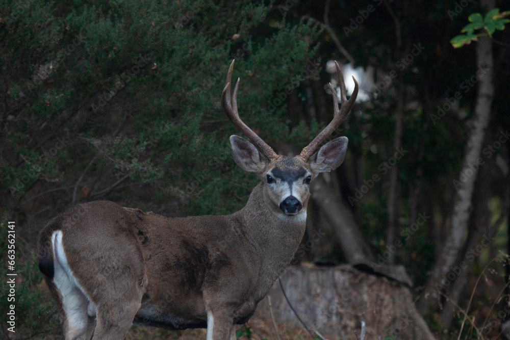 Young buck deer with antlers looking at camera, California USA