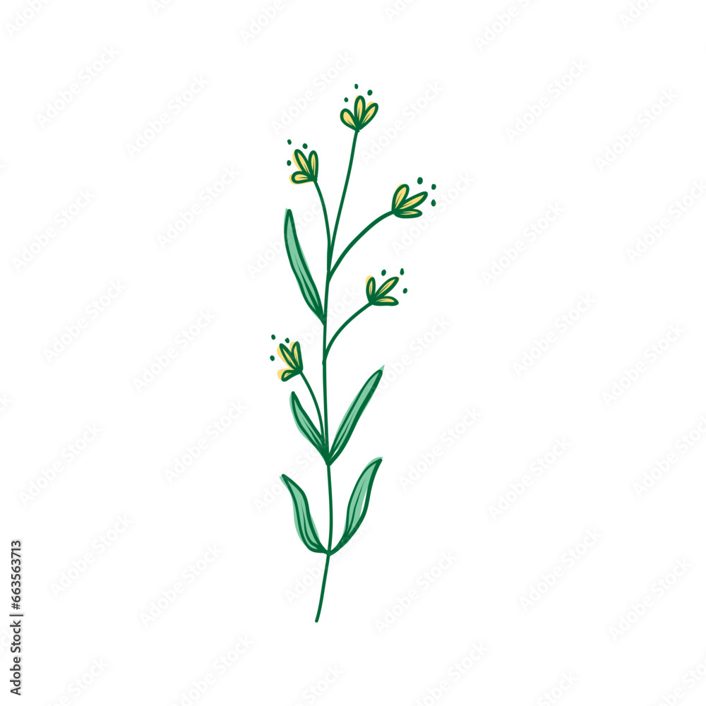 flowers of a plant flowers of a plant