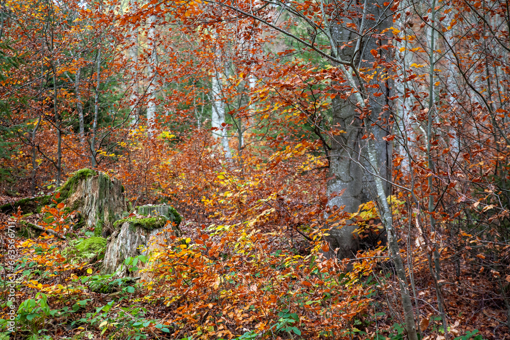 autumn, autumn beech forest, autumn time, beech trees, silver beech trees, fagus sylvatica