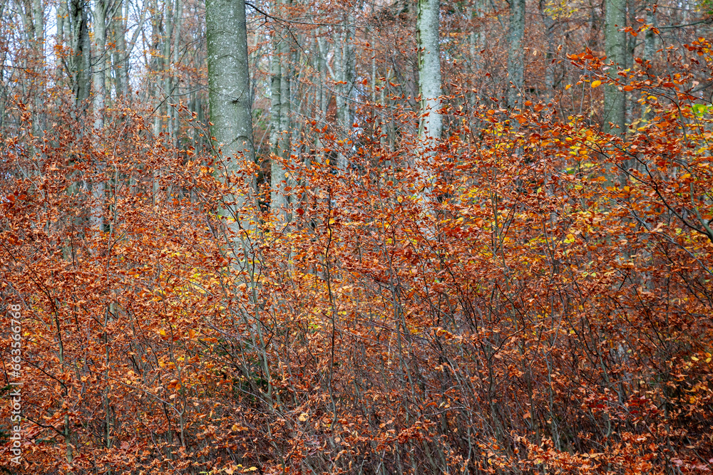 Fototapeta premium autumn, autumn beech forest, autumn time, beech trees, silver beech trees, fagus sylvatica