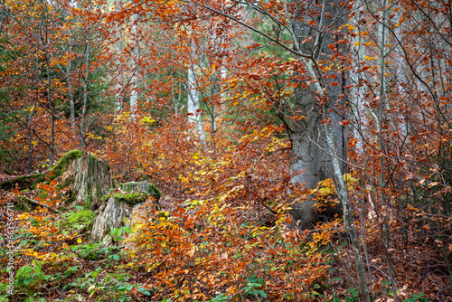 autumn  autumn beech forest  autumn time  beech trees  silver beech trees  fagus sylvatica