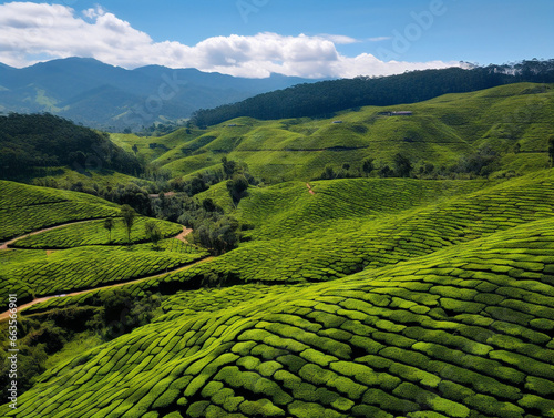 The image showcases endless rows of lush green tea plantations expanding into the distance. © Szalai