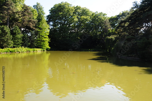 Trees over the Water