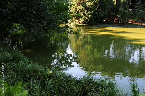 Trees over the Water