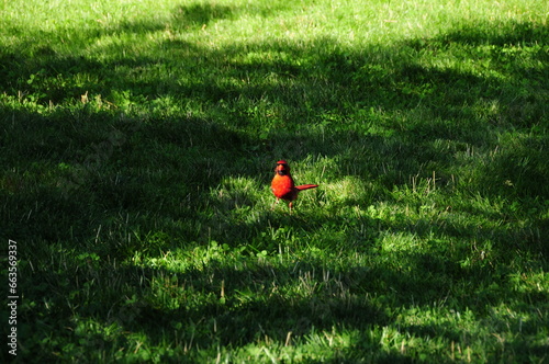 Bird in the Grass