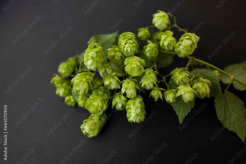 Hops on a black background. Green hop branch with cones. Brewing and bread bakery concept.
