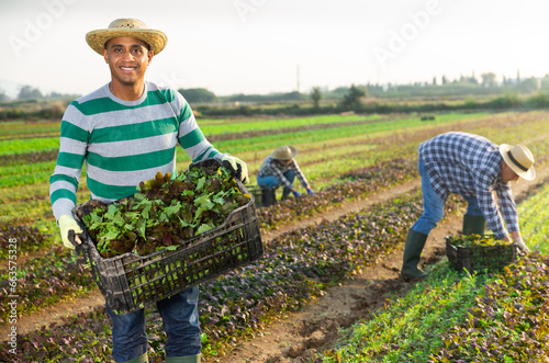 Portrait of successful Hispanic horticulturist standing on farm plantation with box of red leaf mustard during harvest photo
