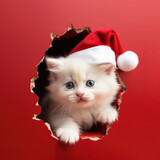 Cute little white kitten with beautiful blue eyes and wearing a red Santa hat peeking out through a red wall.