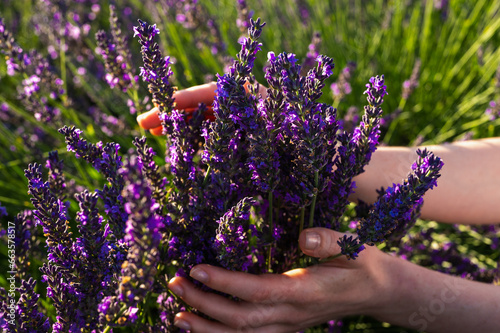 Fototapeta Naklejka Na Ścianę i Meble -  lavender field, female hand touching lavender