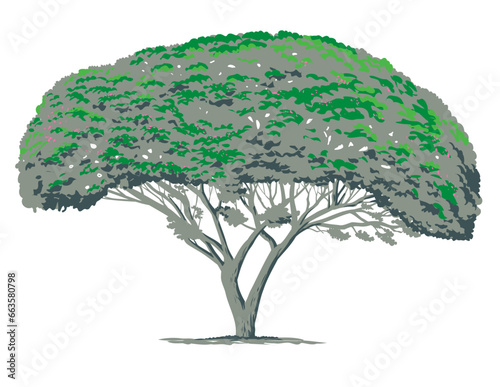 WPA poster art of a Mimosa tree or Albizia julibrissin with widely spreading branches, short trunk and broad, flat topped crown done in works project administration style .